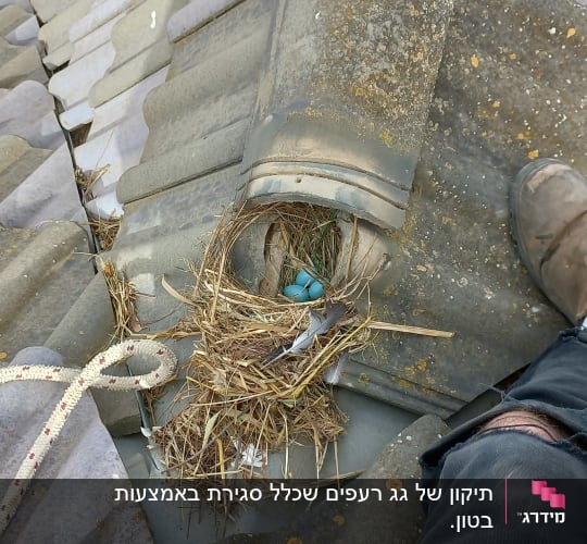 קן ציפורים עם ביצים כחולות על גג רעפים